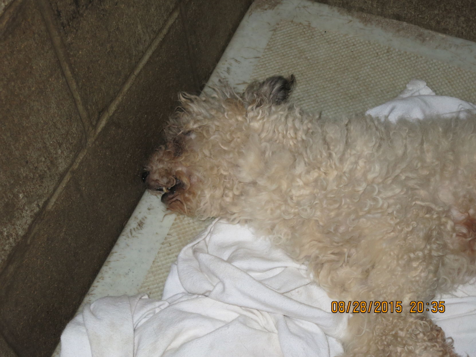 puppy_mill44.JPG